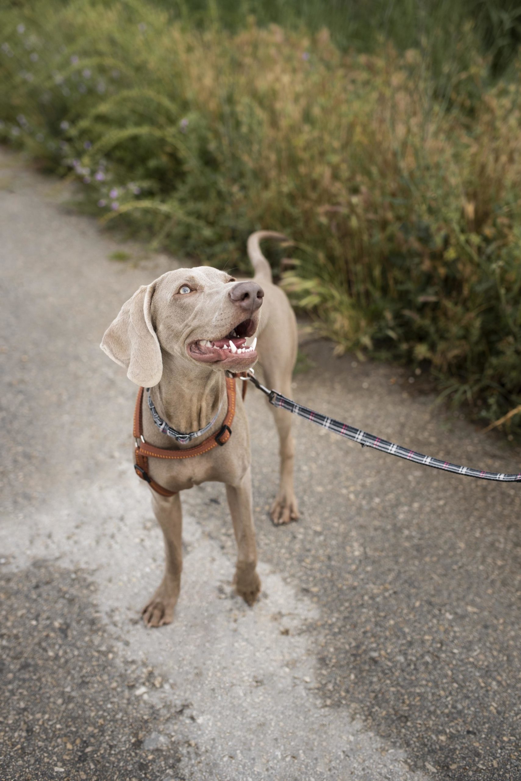 smiley-dog-with-leash-outdoors
